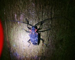 Polyrhaphis fabricii