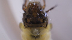 Uenoidae