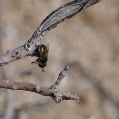 Copestylum marginatum