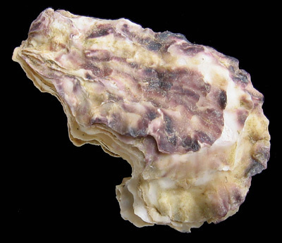 Portuguese Oyster