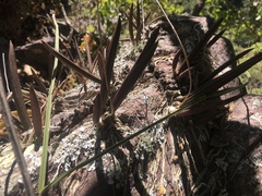 Trichocentrum brachyphyllum