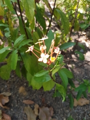 Ixora chinensis