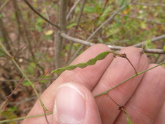 Desmodium laevigatum