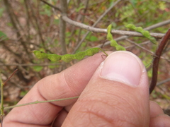 Desmodium laevigatum