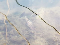 Parupeneus multifasciatus