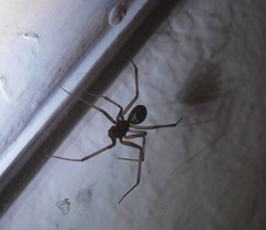 Steatoda grossa
