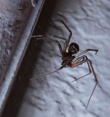 Steatoda grossa