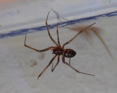 Steatoda grossa
