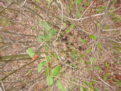 Desmodium laevigatum