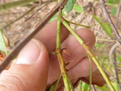 Desmodium laevigatum