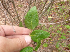 Desmodium laevigatum