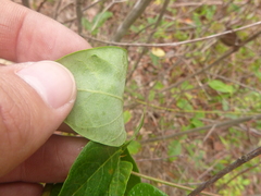 Desmodium laevigatum