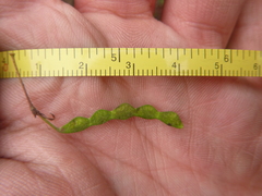 Desmodium laevigatum