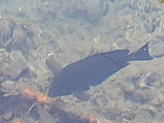 Acanthurus nigrofuscus