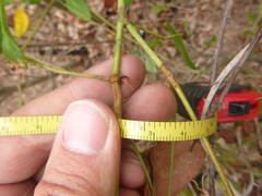 Desmodium laevigatum