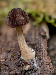 Pluteus nanus