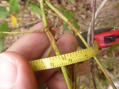 Desmodium laevigatum