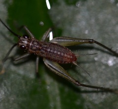 Nanixipha nahoa