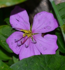 Heterotis rotundifolia