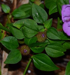Heterotis rotundifolia