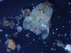 Exosphaeroma amplicauda