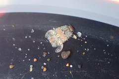 Exosphaeroma amplicauda