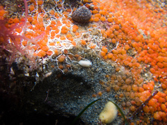 Cadlina flavomaculata