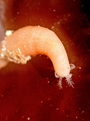 Leptosynapta albicans