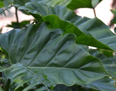 Philodendron lacerum