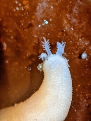 Leptosynapta albicans