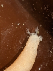 Leptosynapta albicans