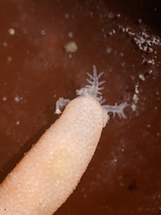 Leptosynapta albicans