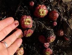 Crassula orbicularis