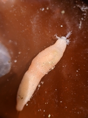 Leptosynapta albicans