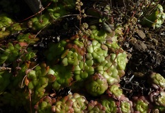 Crassula orbicularis