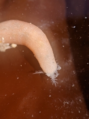 Leptosynapta albicans