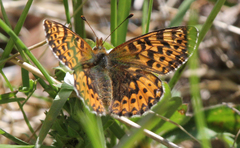 Boloria freija