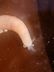 Leptosynapta albicans