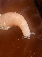 Leptosynapta albicans