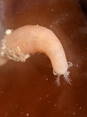 Leptosynapta albicans