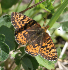 Boloria freija