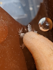 Leptosynapta albicans