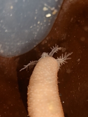 Leptosynapta albicans