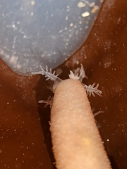 Leptosynapta albicans