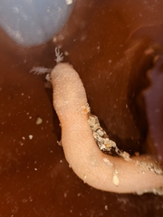 Leptosynapta albicans