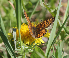 Boloria freija
