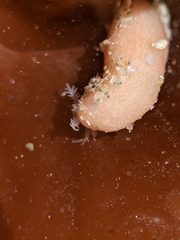 Leptosynapta albicans