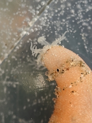 Leptosynapta albicans