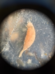 Leptosynapta albicans