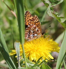 Boloria freija